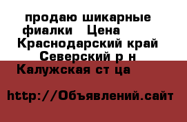 продаю шикарные  фиалки › Цена ­ 160 - Краснодарский край, Северский р-н, Калужская ст-ца  »    